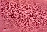 Cellule corticali in visione superficiale